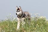 SIBERIAN HUSKY 107